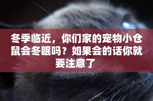 冬季臨近，你們家的寵物小倉鼠會冬眠嗎？如果會的話你就要注意了 