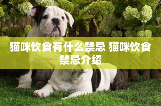 貓咪飲食有什么禁忌 貓咪飲食禁忌介紹