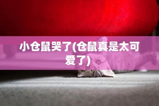 小倉鼠哭了(倉鼠真是太可愛了) 