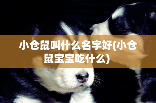 小倉鼠叫什么名字好(小倉鼠寶寶吃什么) 