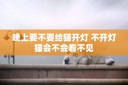 晚上要不要給貓開燈 不開燈貓會不會看不見