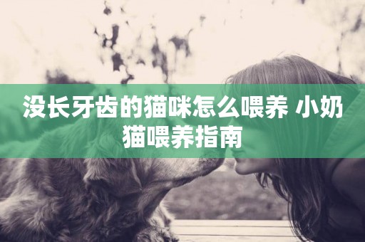 沒長牙齒的貓咪怎么喂養 小奶貓喂養指南