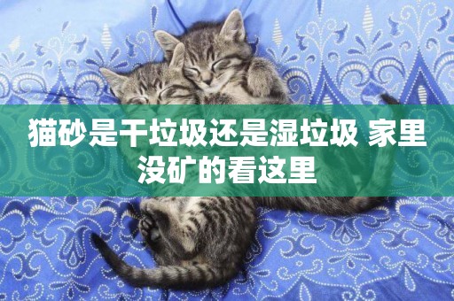貓砂是干垃圾還是濕垃圾 家里沒礦的看這里