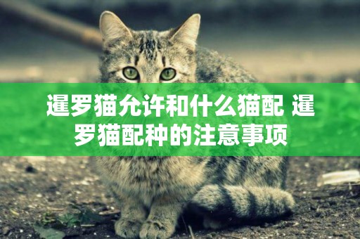 暹羅貓允許和什么貓配 暹羅貓配種的注意事項