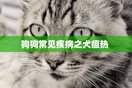 狗狗常見疾病之犬瘟熱 