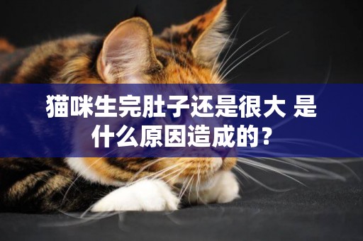 貓咪生完肚子還是很大 是什么原因造成的？