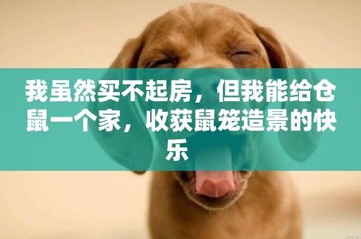 我雖然買不起房，但我能給倉鼠一個家，收獲鼠籠造景的快樂 