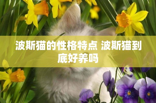 波斯貓的性格特點 波斯貓到底好養嗎