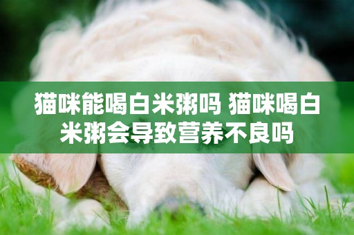 貓咪能喝白米粥嗎 貓咪喝白米粥會導致營養不良嗎