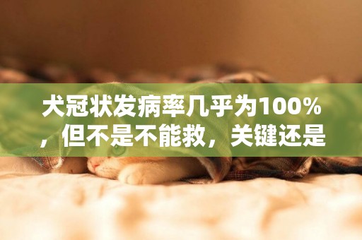 犬冠狀發病率幾乎為100%，但不是不能救，關鍵還是要做好預防 