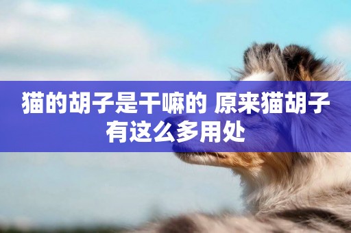 貓的胡子是干嘛的 原來貓胡子有這么多用處