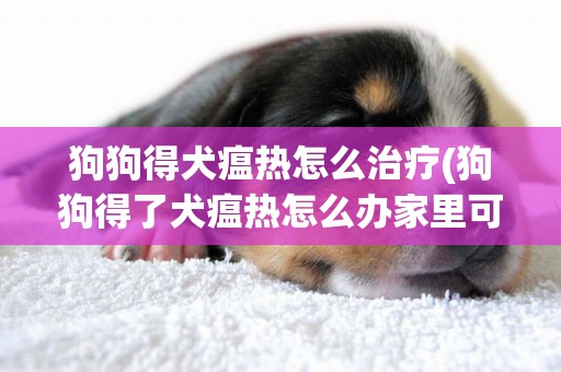狗狗得犬瘟熱怎么治療(狗狗得了犬瘟熱怎么辦家里可以治療嗎自己) 
