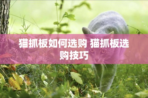 貓抓板如何選購 貓抓板選購技巧