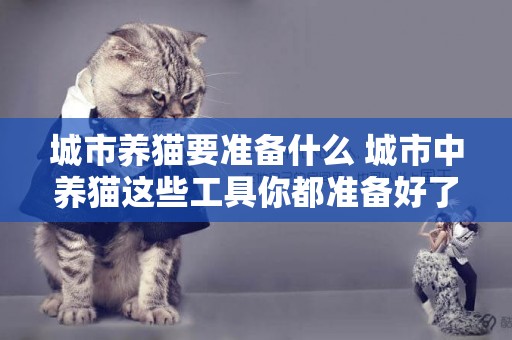 城市養貓要準備什么 城市中養貓這些工具你都準備好了嗎？
