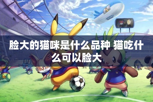 臉大的貓咪是什么品種 貓吃什么可以臉大