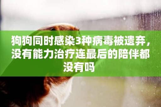 狗狗同時感染3種病毒被遺棄，沒有能力治療連最后的陪伴都沒有嗎 