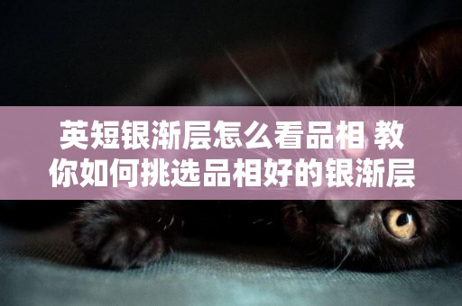 英短銀漸層怎么看品相 教你如何挑選品相好的銀漸層