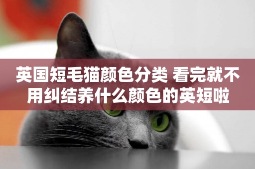 英國短毛貓顏色分類 看完就不用糾結養什么顏色的英短啦