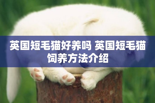 英國短毛貓好養嗎 英國短毛貓飼養方法介紹