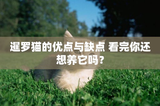 暹羅貓的優點與缺點 看完你還想養它嗎？