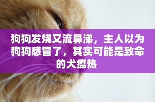 狗狗發燒又流鼻涕，主人以為狗狗感冒了，其實可能是致命的犬瘟熱 