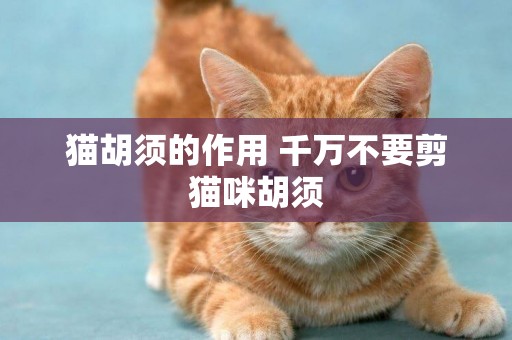 貓胡須的作用 千萬不要剪貓咪胡須
