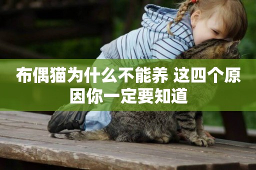 布偶貓為什么不能養 這四個原因你一定要知道