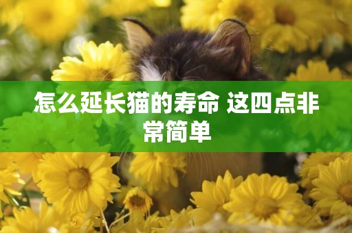 怎么延長貓的壽命 這四點非常簡單