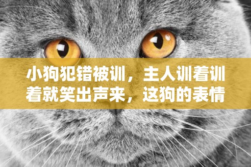 小狗犯錯被訓，主人訓著訓著就笑出聲來，這狗的表情實在太逗了！ 