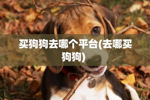 買狗狗去哪個平臺(去哪買狗狗) 