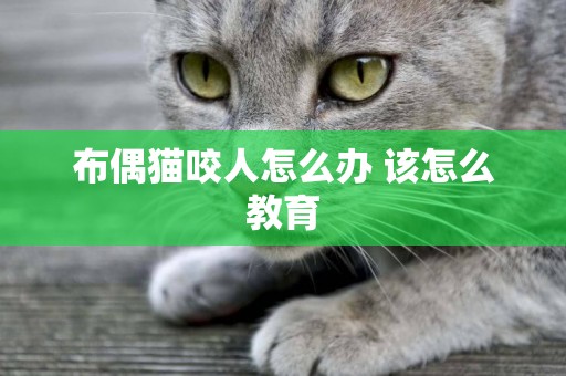 布偶貓咬人怎么辦 該怎么教育 布偶貓咬人怎么辦 該怎么教育