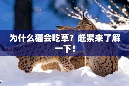 為什么貓會吃草?趕緊來了解一下! 為什么貓會吃草?趕緊來了解一下!