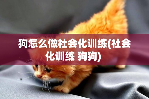 狗怎么做社會化訓練(社會化訓練 狗狗) 