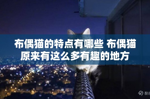 布偶貓的特點有哪些 布偶貓原來有這么多有趣的地方