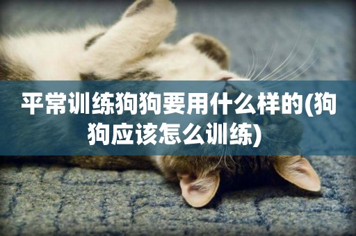 平常訓練狗狗要用什么樣的(狗狗應該怎么訓練) 