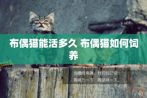 布偶貓能活多久 布偶貓如何飼養