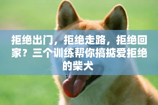 拒絕出門，拒絕走路，拒絕回家？三個訓練幫你搞掂愛拒絕的柴犬 