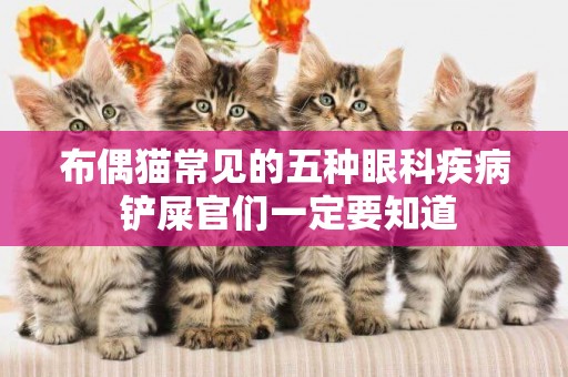 布偶貓常見的五種眼科疾病 鏟屎官們一定要知道