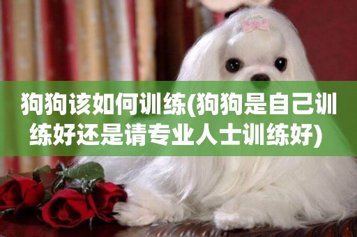 狗狗該如何訓練(狗狗是自己訓練好還是請專業人士訓練好) 