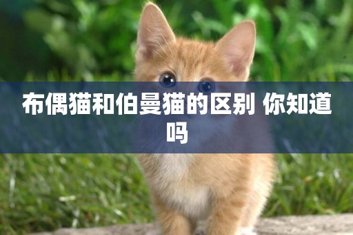 布偶貓和伯曼貓的區別 你知道嗎