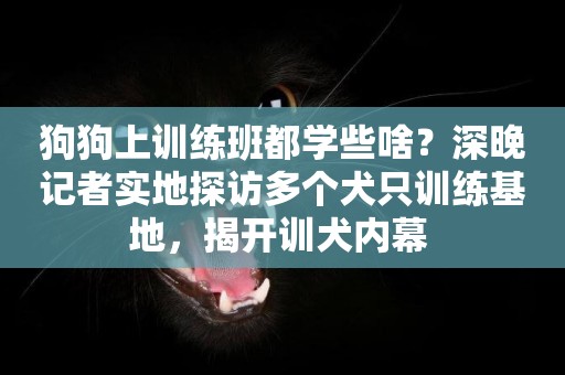 狗狗上訓練班都學些啥？深晚記者實地探訪多個犬只訓練基地，揭開訓犬內幕 
