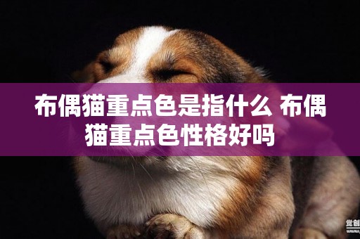 布偶貓重點色是指什么 布偶貓重點色性格好嗎