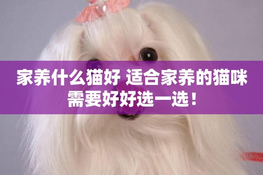 家養什么貓好 適合家養的貓咪需要好好選一選！