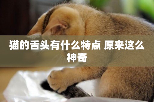 貓的舌頭有什么特點 原來這么神奇