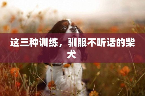 這三種訓練，馴服不聽話的柴犬 