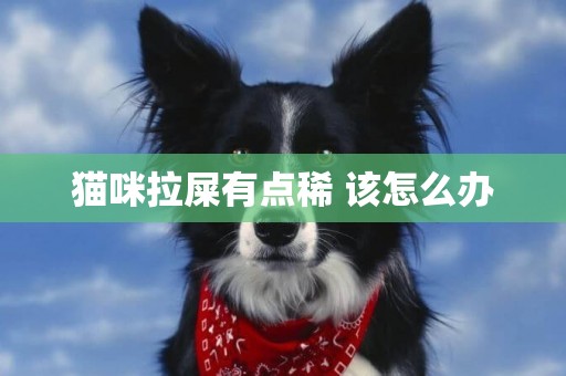 貓咪拉屎有點稀 該怎么辦