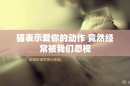 貓表示愛你的動作 竟然經常被我們忽視