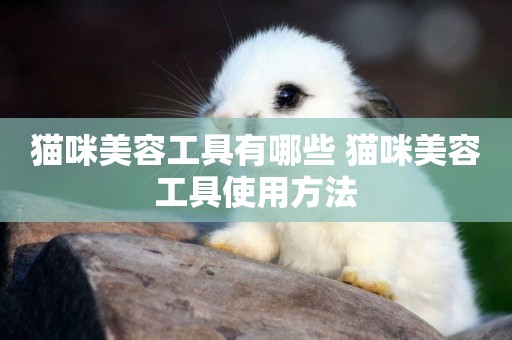 貓咪美容工具有哪些 貓咪美容工具使用方法