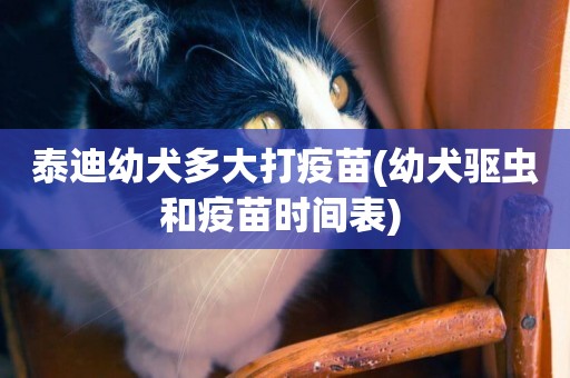 泰迪幼犬多大打疫苗(幼犬驅蟲和疫苗時間表) 