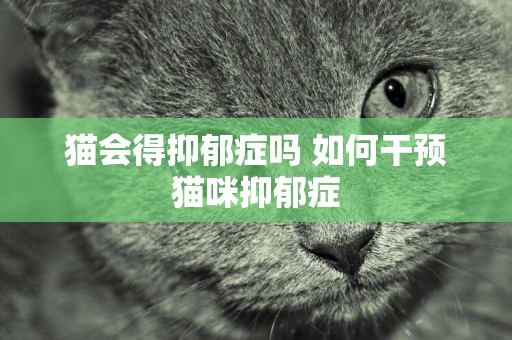 貓會得抑郁癥嗎 如何干預貓咪抑郁癥